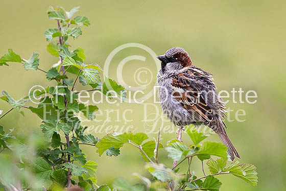 House sparrow (passer domesticus)-12
