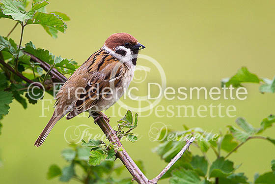 Tree sparrow 23 (Passer montanus)