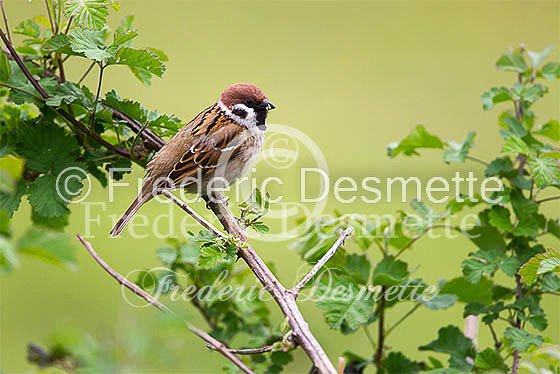 Tree sparrow 21 (Passer montanus)