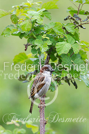 House sparrow (passer domesticus)-13