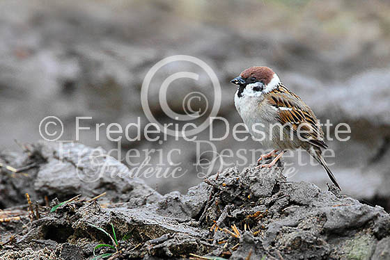 Tree sparrow 20 (Passer montanus)
