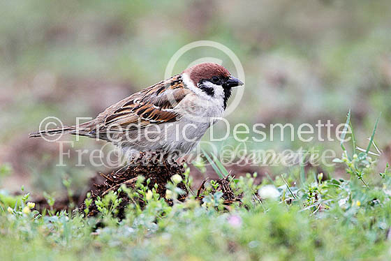 Tree sparrow 19 (Passer montanus)