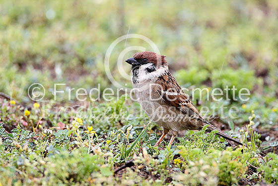 Tree sparrow 12 (Passer montanus)