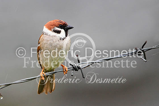 Tree sparrow 13 (Passer montanus)