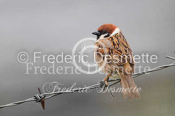 Tree sparrow 14 (Passer montanus)