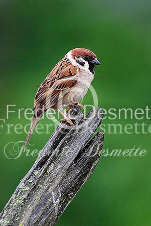 Tree sparrow 18 (Passer montanus)