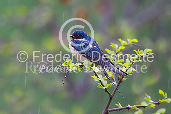 Swallow (Hirundo rustica) -39