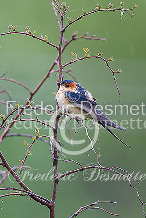 Swallow (Hirundo rustica) -40