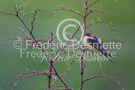 Swallow (Hirundo rustica) -41