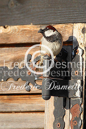 House sparrow (passer domesticus)-14