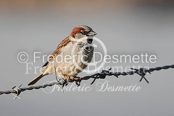 House sparrow (passer domesticus)-15