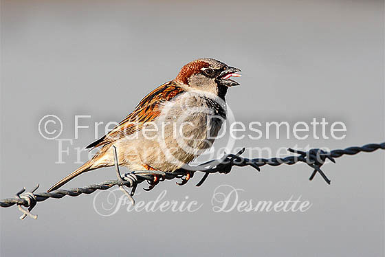 House sparrow (passer domesticus)-16