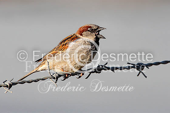 House sparrow (passer domesticus)-17