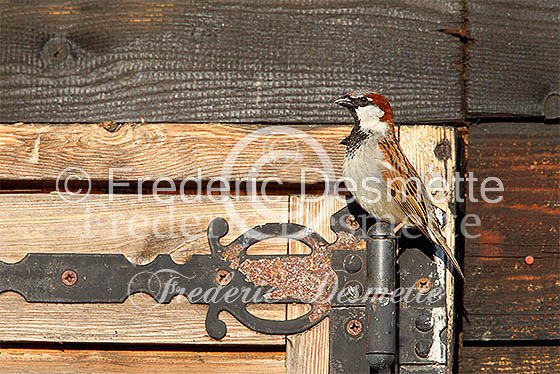 House sparrow (passer domesticus)-18