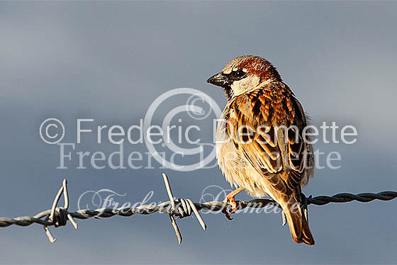 House sparrow (passer domesticus)-20