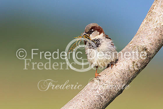 House sparrow (passer domesticus)-21