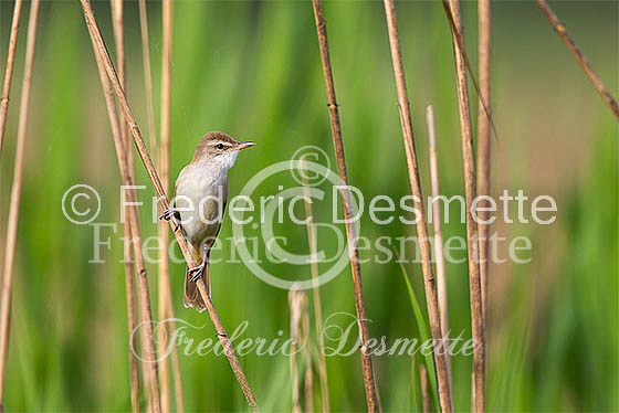 Great reed warbler 11 (Acrocephalus arundinaceus)