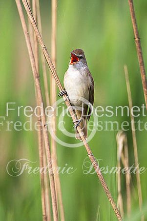 Great reed warbler 8 (Acrocephalus arundinaceus)