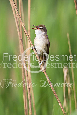 Great reed warbler 7 (Acrocephalus arundinaceus)