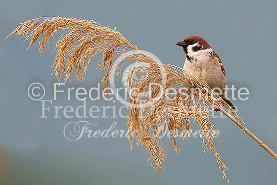 Tree sparrow 26 (Passer montanus)