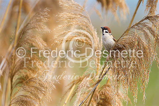 Tree sparrow 27 (Passer montanus)
