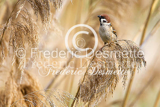 Tree sparrow 24 (Passer montanus)