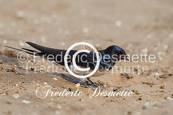 Swallow (Hirundo rustica) -46