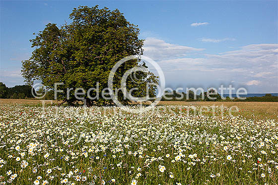English meadow