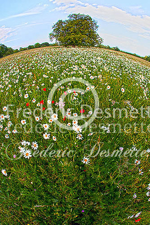 English meadow 4