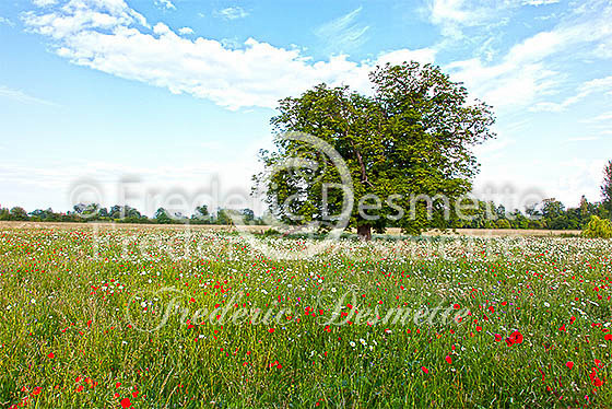 English meadow 7