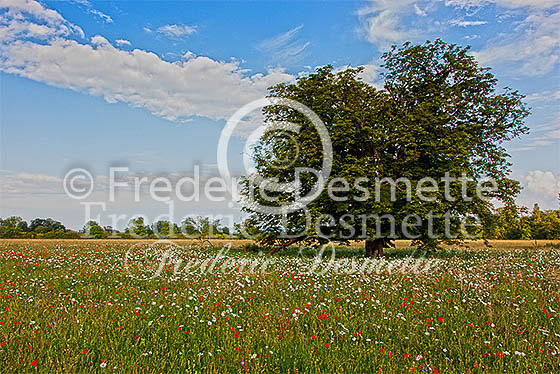 English meadow 8