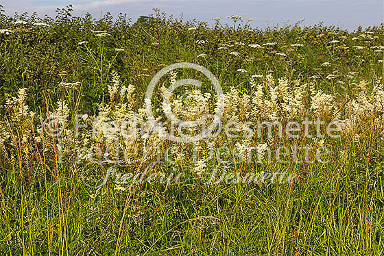 meadowsweet 2 (Filipendula ulmaria)