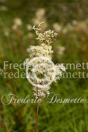 meadowsweet 3 (Filipendula ulmaria)