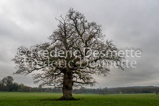 Oak tree 3 (Quercus robur)-2