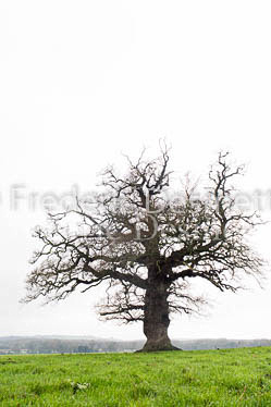 Oak tree 1 (Quercus robur)-2