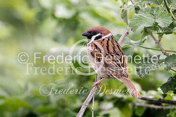 Tree sparrow 17 (Passer montanus)