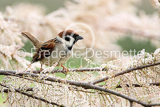 Tree sparrow 16 (Passer montanus)