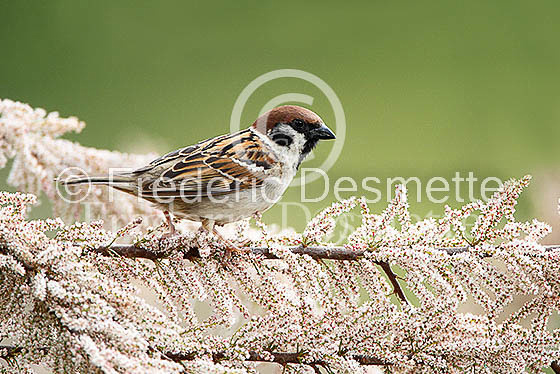 Tree sparrow 15 (Passer montanus)