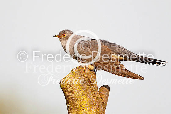 Cuckoo (Cuculus canorus)-80