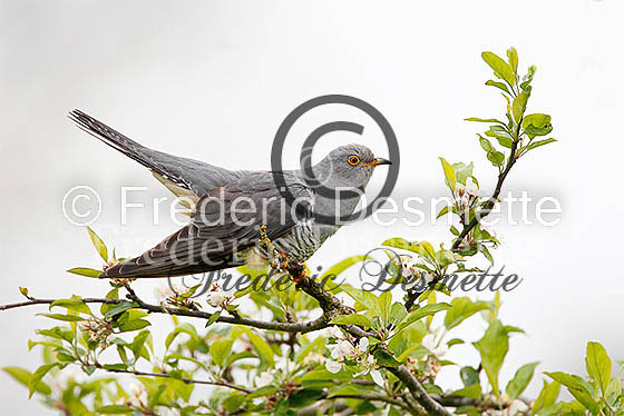 Cuckoo (Cuculus canorus)-95