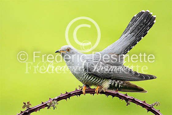 Cuckoo (Cuculus canorus)-100