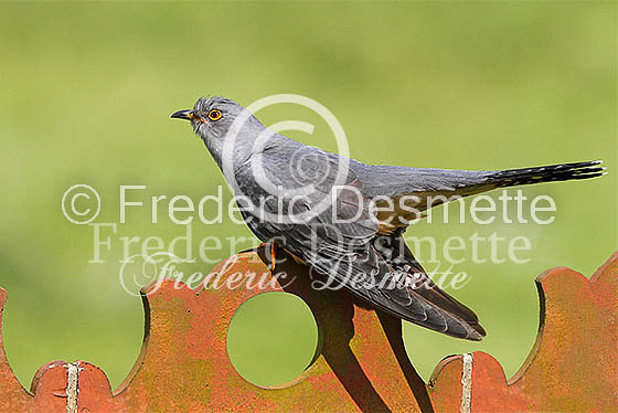 Cuckoo (Cuculus canorus)-117