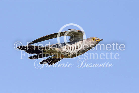 Cuckoo (Cuculus canorus)-128
