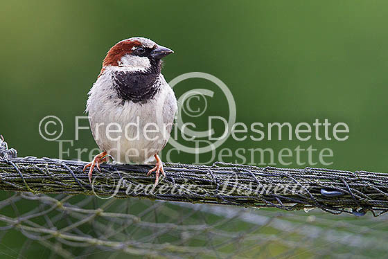 House sparrow (passer domesticus)-23