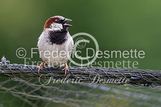 House sparrow (passer domesticus)-24