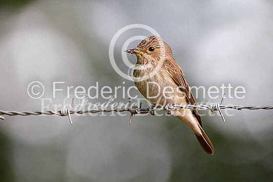 Spotted flycatcher 8 (Muscicapa striata)