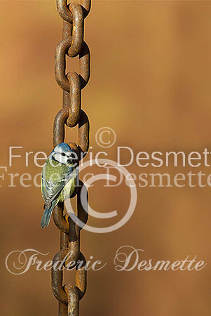 Blue tit (Parus caeruleus)-109