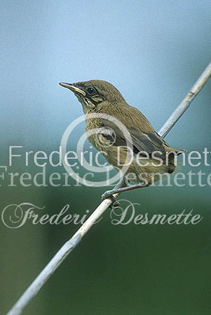 Reed warbler 17 (Acrocephalus scirpaceus)