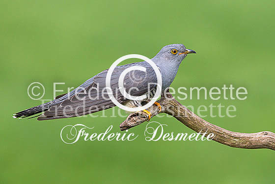 Cuckoo (Cuculus canorus)-147