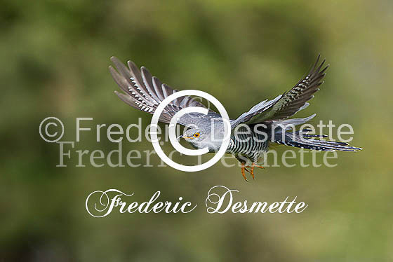 Cuckoo (Cuculus canorus)-157